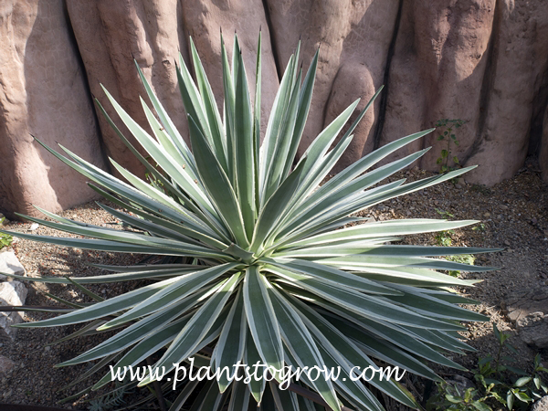 This plant was labeled as Agave viviparia var viviparia.